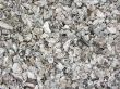 Oyster shells background