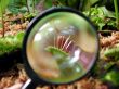 magnifier glass on a tiny plant