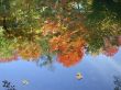fall colours reflection