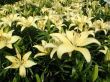 field of yellow lily