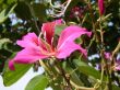 Bauhinia blakeana