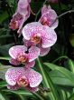 A cluster of pink orchids