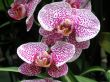 Pink orchids