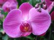 Purple orchid