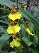Yellow dancing lady orchid