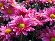 Pink chrysanthemum