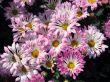 Light pink chrysanthemum