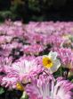 Daffodil in the chrysanthemum