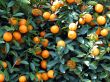 tangerines on the tree