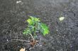Plant on asphalt