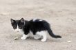 stray kitten walking