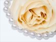 Rose and pearls