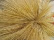 Yellow barley harvest background