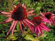`Prickly` flower