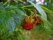 wild raspberry