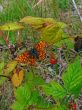 The butterfly and a raspberry
