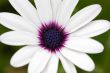 pretty flower