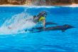 Dolphins