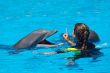 Dolphins
