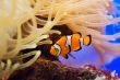 Fish and anemone