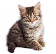 adorable small cat on white bottom