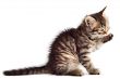 Adorable cat