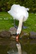 pretty swan drinking water