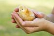 adorable chick protected by hands
