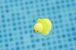 toy duck