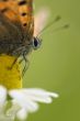 butterfly on camomile