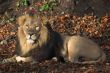 Male lion