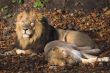 Pair of lions