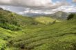 cameron tea plantations