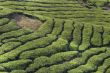 cameron tea plantations