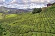 cameron tea plantations