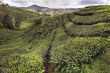 cameron tea plantations