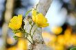 yellow tropical flowers