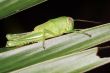 green cricket larva