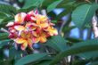 rainbow plumeria blossom