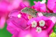 hidden tropical lizard