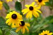 Brown Eyed Susans