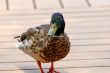 Mallard Walking
