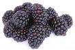 blackberries isolated