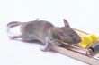 Dead Mouse in a Trap
