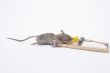 Dead Mouse in a Trap