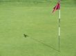 Nice Green