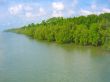 river bank mangrove