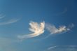 Dove-shaped cloud