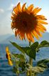 Seaside Sunflower