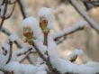 blooming chestnut buds covered with snow